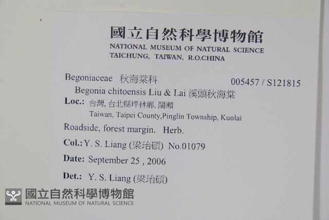 溪頭秋海棠藏品圖，第2張