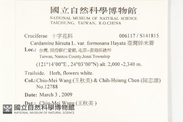 臺灣碎米薺藏品圖，第2張