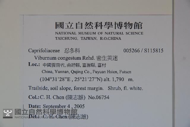 密生莢迷藏品圖，第2張