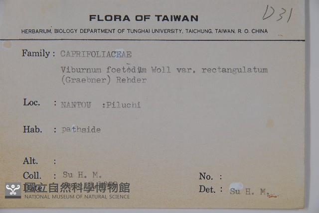 狹葉莢迷藏品圖，第2張