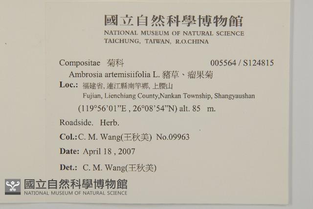 豬草、瘤果菊藏品圖，第2張