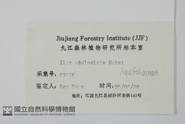 鼠李冬青、滿樹星藏品圖，第2張