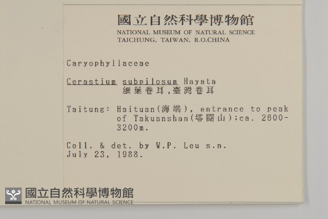 細葉卷耳藏品圖，第2張