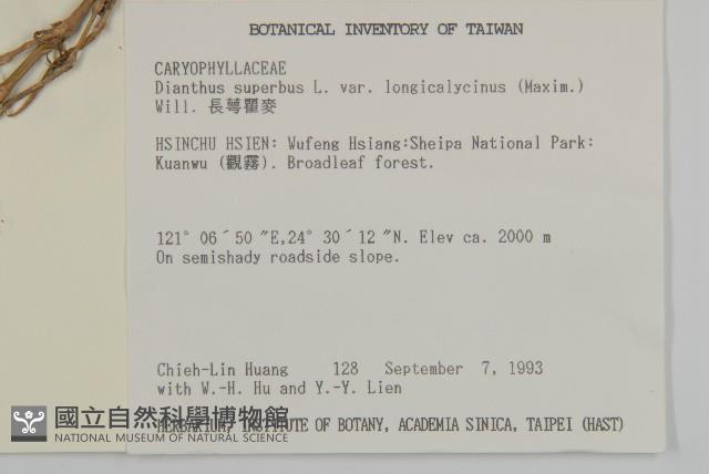 長萼瞿麥藏品圖，第5張