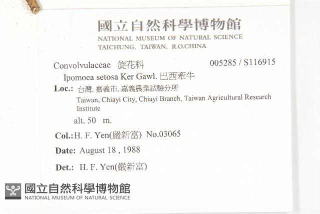 巴西牽牛藏品圖，第2張