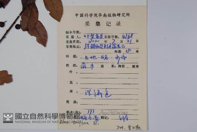 三花冬青藏品圖，第2張