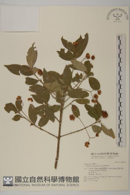 刺果衛矛藏品圖，第1張