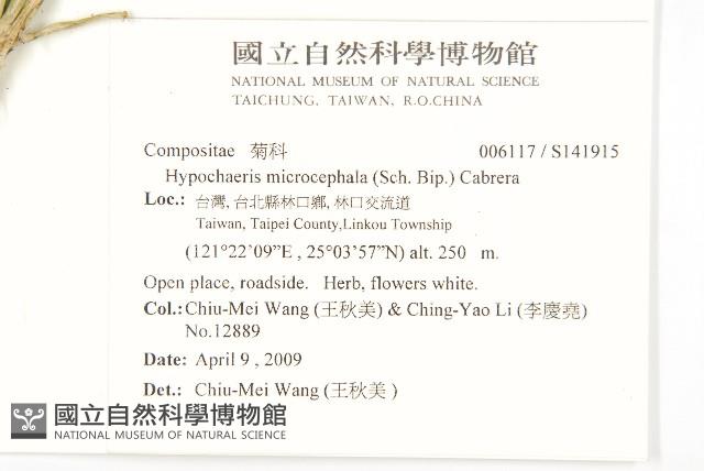 白花貓兒菊藏品圖，第2張