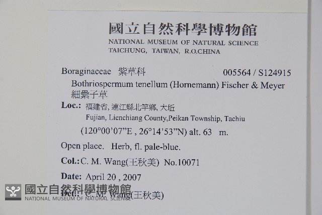 細纍子草藏品圖，第2張