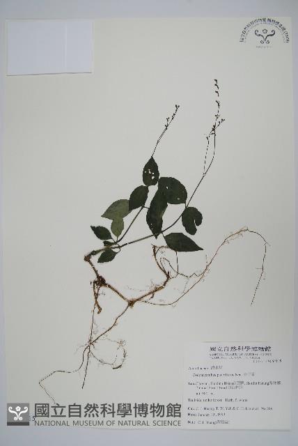 針刺草藏品圖，第1張