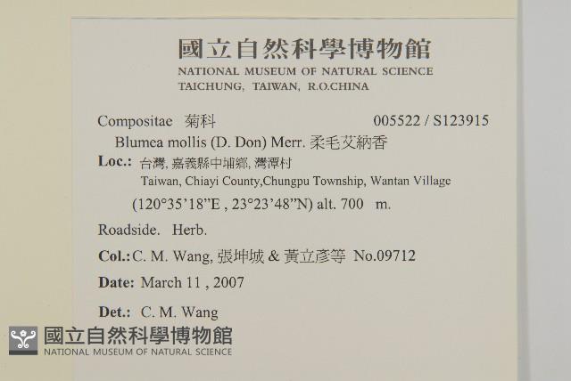 柔毛艾納香藏品圖，第2張