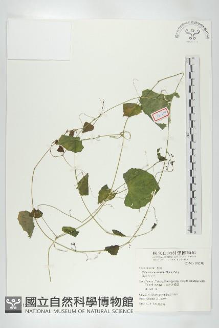 黑果馬交兒藏品圖，第1張