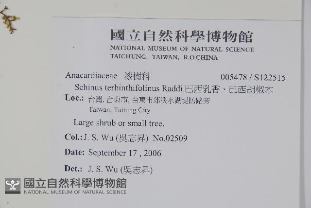 巴西乳香、巴西胡椒木藏品圖，第2張