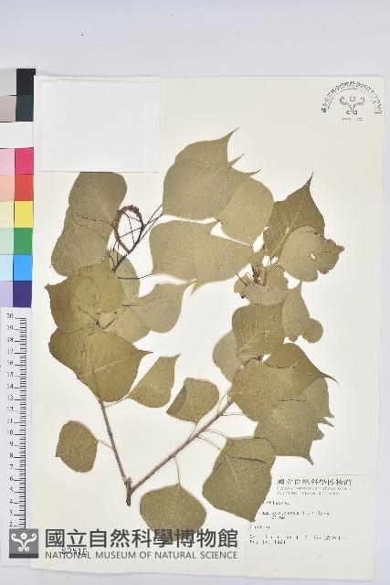 烏臼藏品圖，第1張