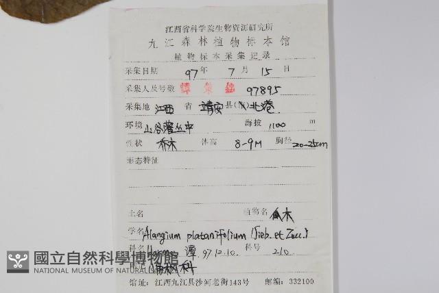 八角楓、瓜木藏品圖，第2張