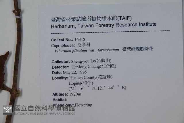 臺灣蝴蝶戲珠花、臺灣蝴蝶花藏品圖，第2張