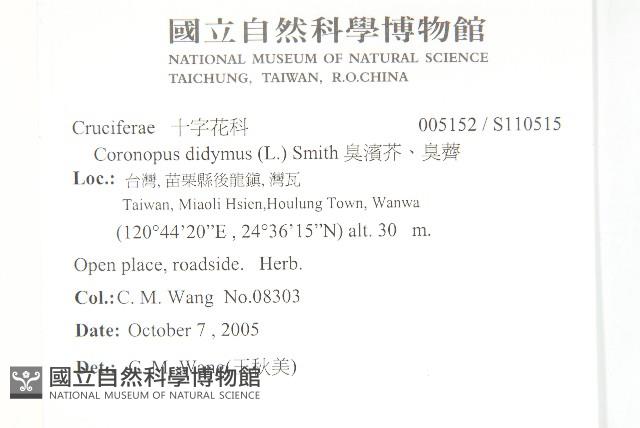 臭濱芥、臭薺藏品圖，第2張