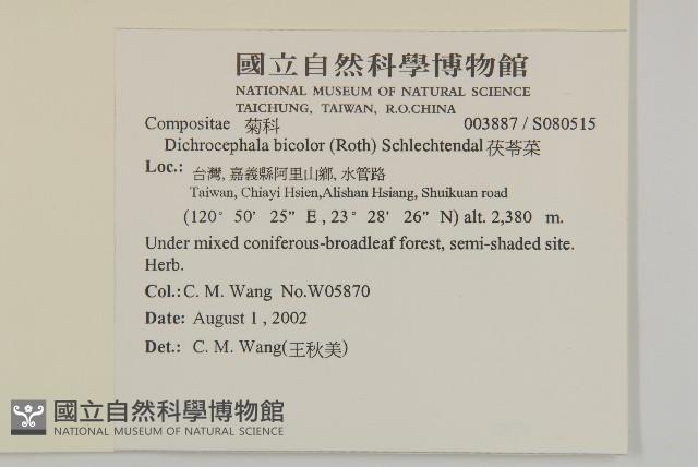 茯苓菜藏品圖，第2張