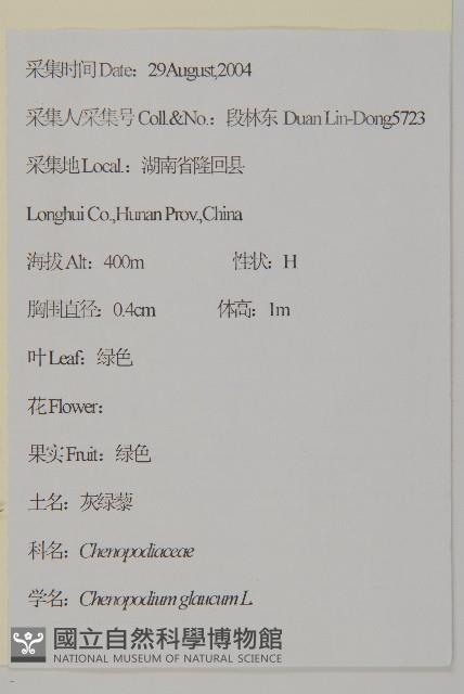 灰綠藜藏品圖，第2張