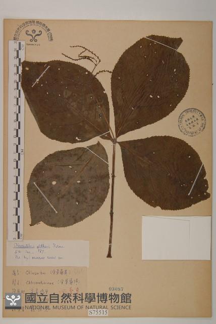 臺灣及己藏品圖，第1張