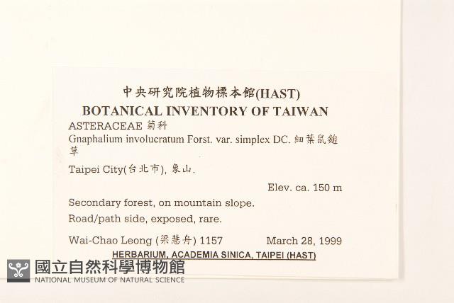 細葉鼠麴草藏品圖，第2張