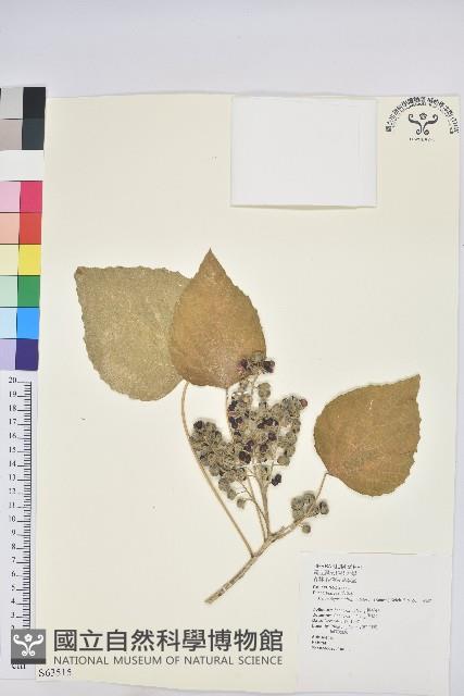 蟲屎藏品圖，第1張