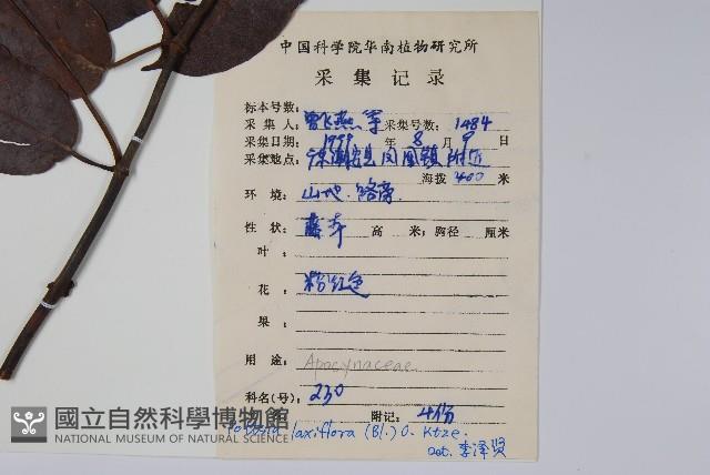 帘子藤藏品圖，第2張