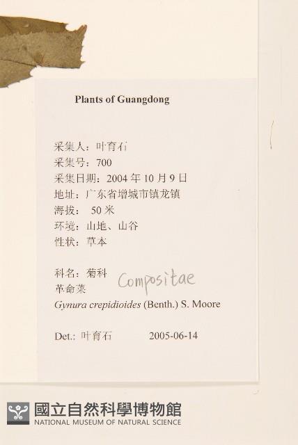 野茼蒿藏品圖，第2張