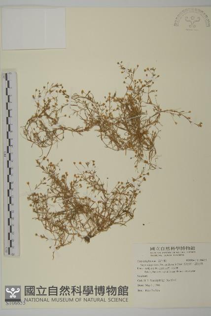 瓜槌草、漆姑草藏品圖，第1張