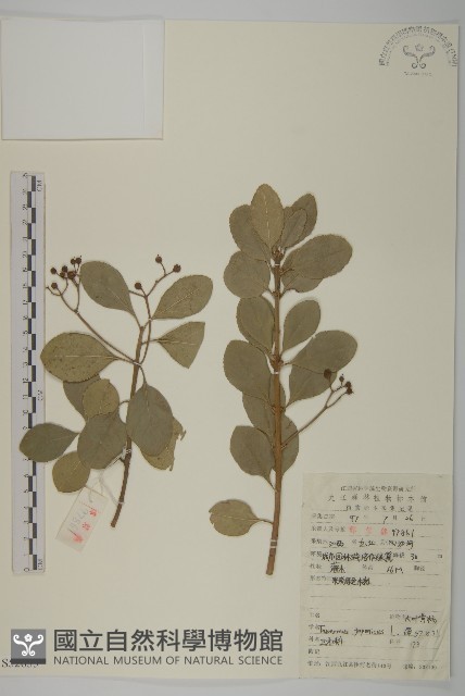 日本衛矛, 大葉黃楊藏品圖，第1張
