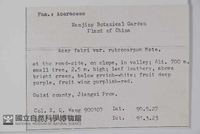 紅果羅浮槭藏品圖，第2張