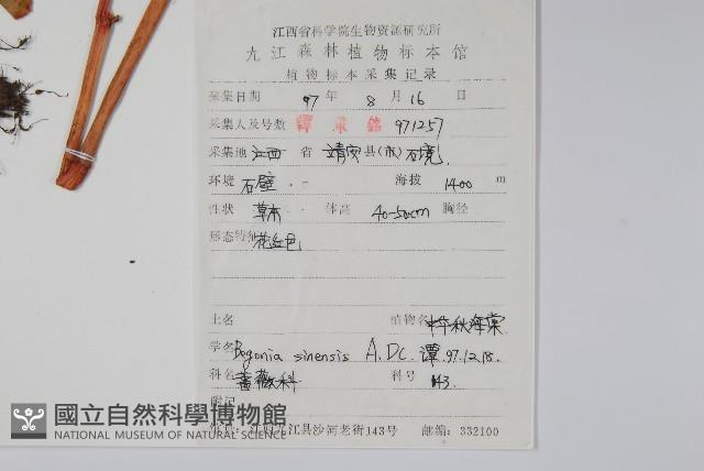 中華秋海棠藏品圖，第2張