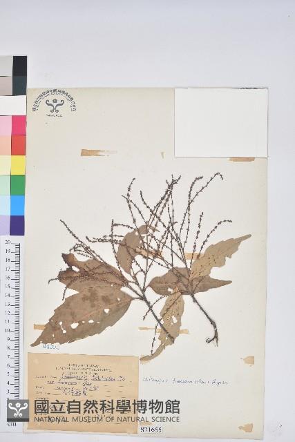 臺灣苦櫧藏品圖，第1張