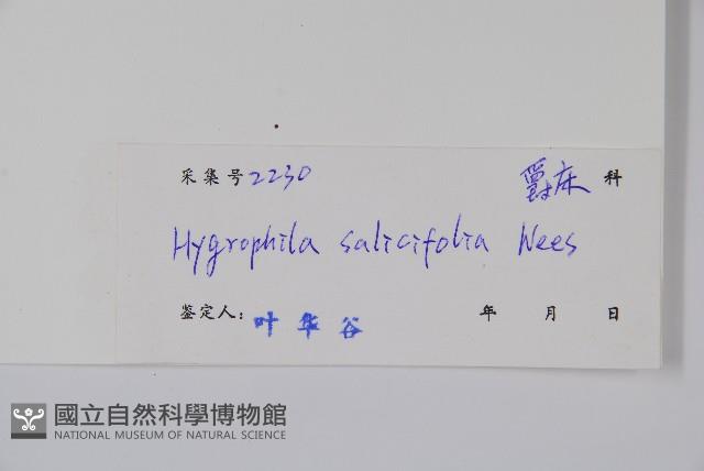 柳葉水蓑衣藏品圖，第2張