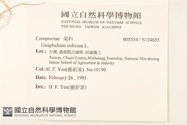 多莖鼠麴草藏品圖，第2張