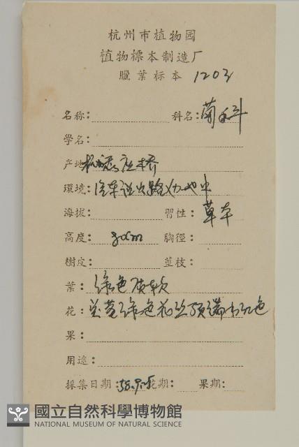 紫背草藏品圖，第2張