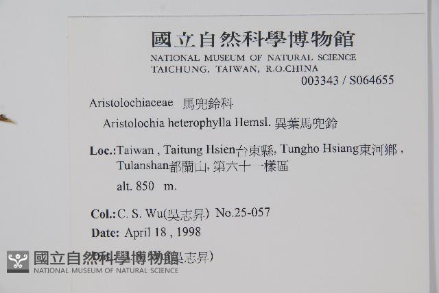 異葉馬兜鈴藏品圖，第2張