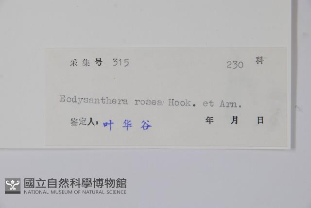 酸藤藏品圖，第2張