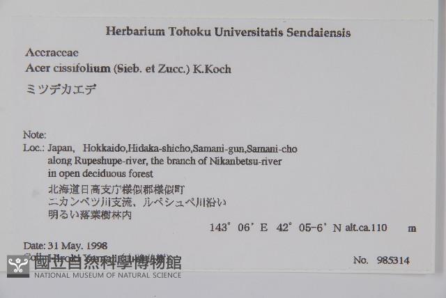 薇莓槭藏品圖，第2張