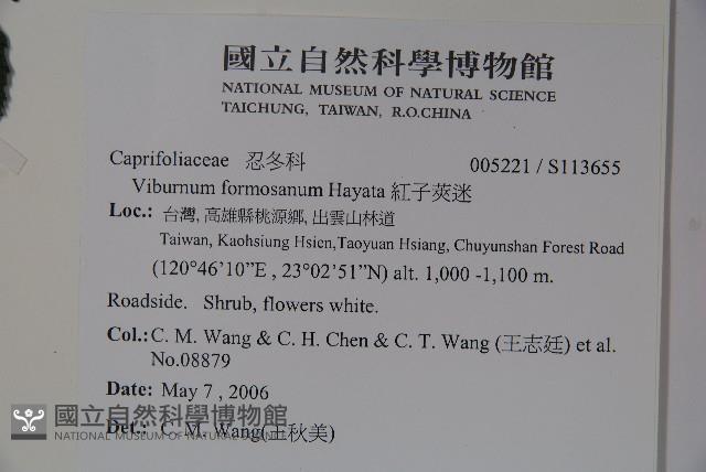 紅子莢迷藏品圖，第2張