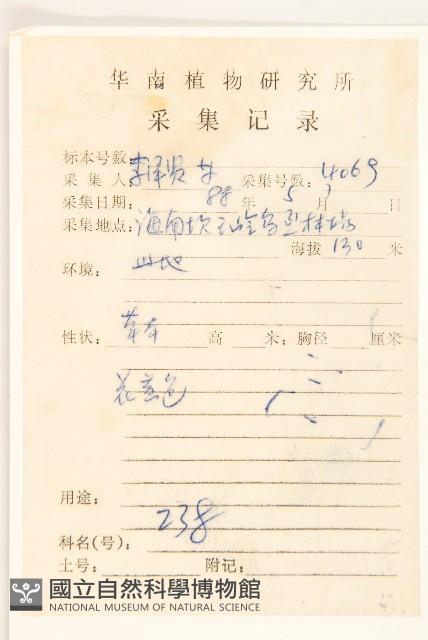 線球菊、田基黃藏品圖，第2張