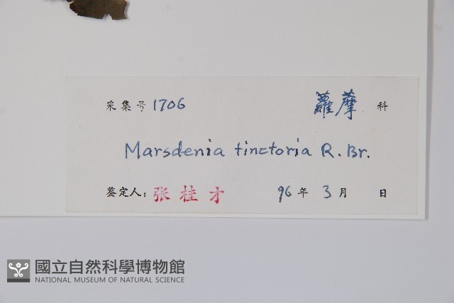 絨毛芙蓉蘭藏品圖，第2張
