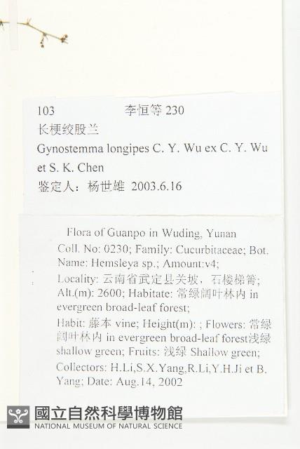 長葉絞股藍藏品圖，第2張