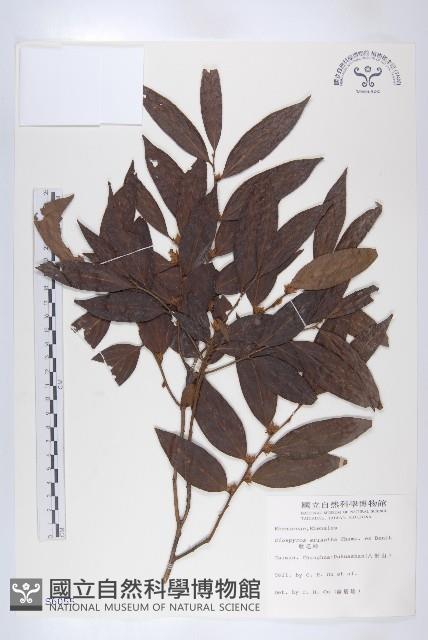 軟毛柿藏品圖，第1張