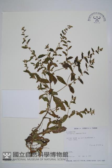 盾果草藏品圖，第1張