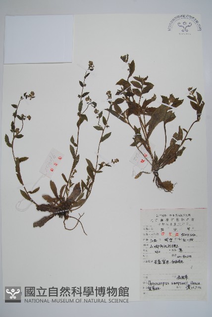 盾果草藏品圖，第1張