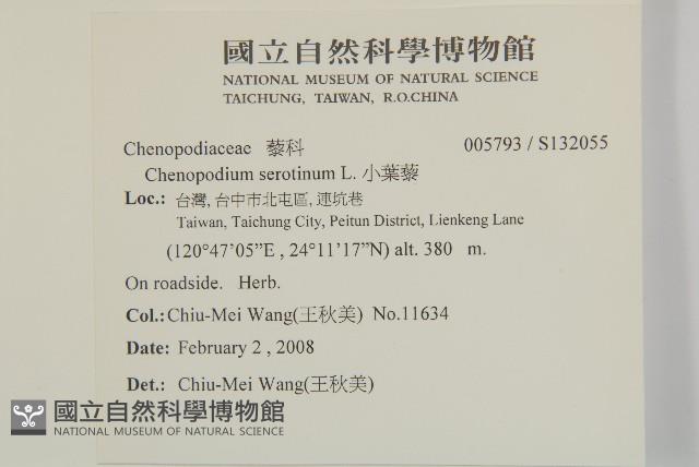 小葉藜藏品圖，第2張