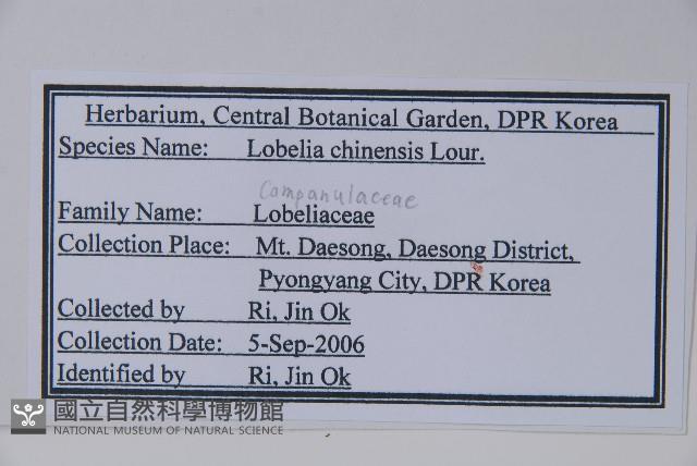 半邊蓮、鐮磨仔草藏品圖，第2張