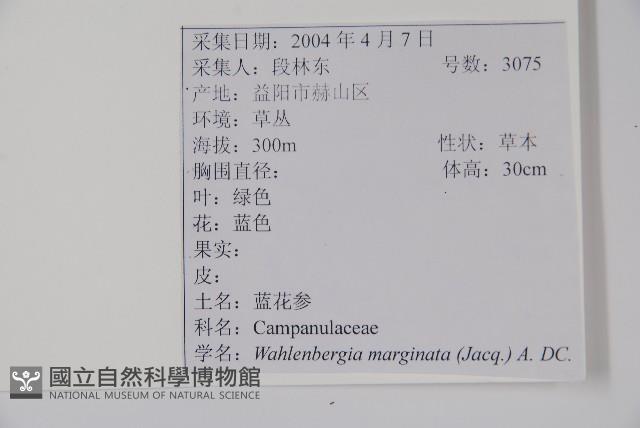 Gentian rockbell Collection Image, Figure 2, Total 2 Figures