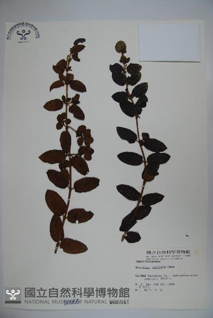 無梗忍冬藏品圖，第1張